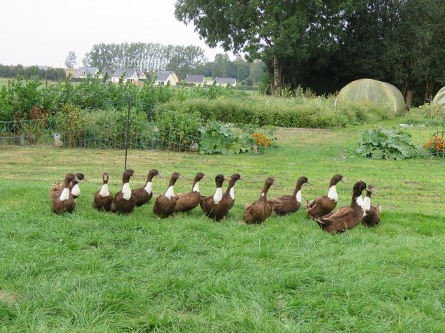 Canard de Duclair brun