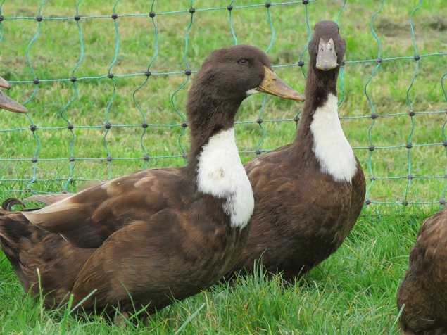 Canard de Duclair brun