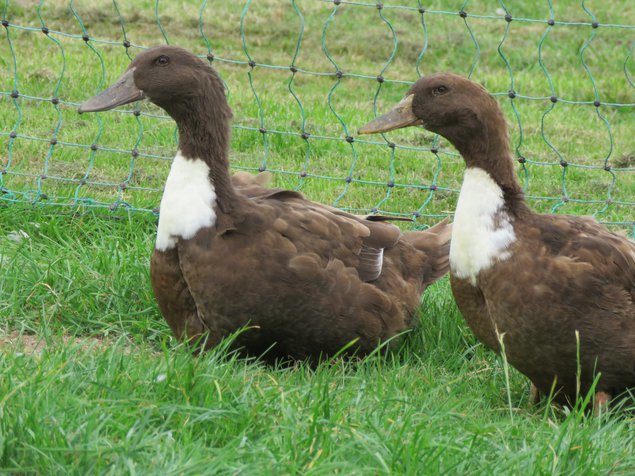 Canard de Duclair brun