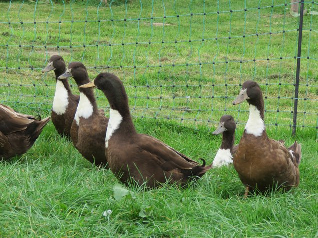 Canard de Duclair brun