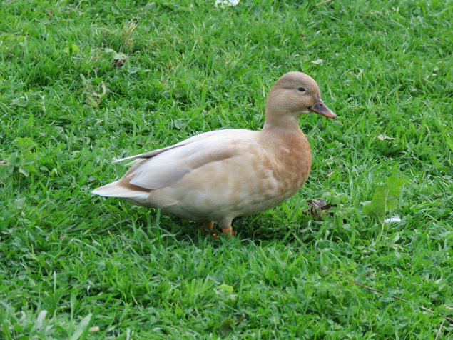 Canard Mignon bleu fauve