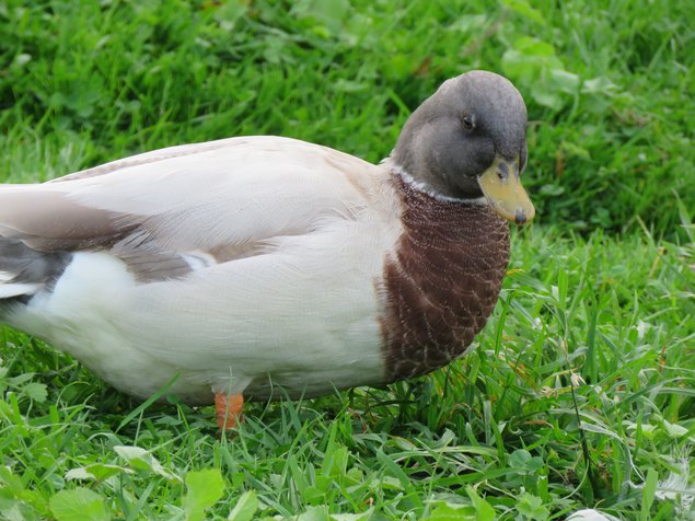 Canard Mignon bleu fauve