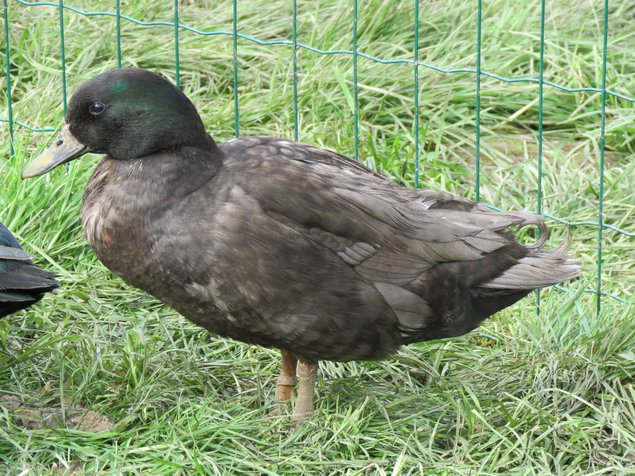 Canard émeraude bleu