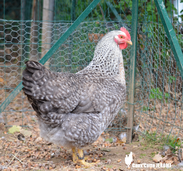 Poule de Bielefeld saumon coucou argenté (Bielefelder)