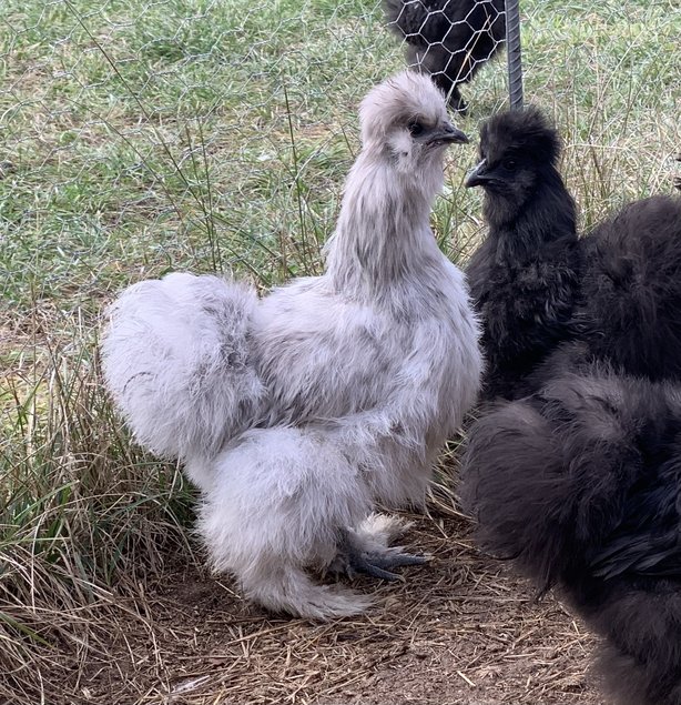 Oeufs à couver de Poule Soie barbue GR