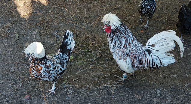 HOLLANDAISE HUPPE BLANCHE TRICOLORE