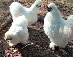Œufs fécondés poule de soie blanche