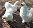 Œufs fécondés poule de soie blanche