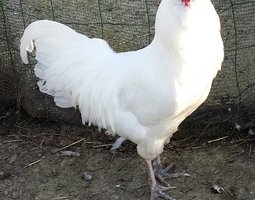 ARAUCANA ANGLAISE RARE EN FRANCE