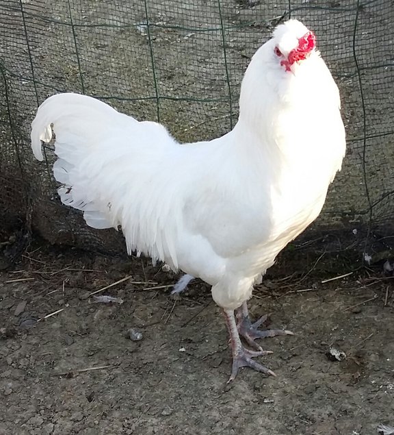 ARAUCANA ANGLAISE RARE EN FRANCE