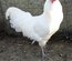 ARAUCANA ANGLAISE RARE EN FRANCE