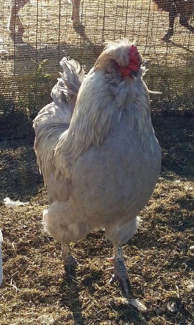 ARAUCANA ANGLAISE RARE EN FRANCE