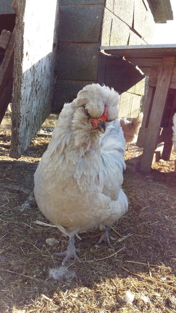 ARAUCANA ANGLAISE RARE EN FRANCE