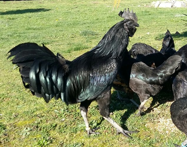 AYAM CEMANI