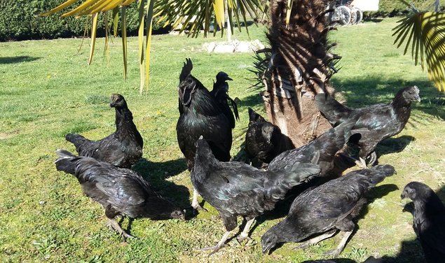 AYAM CEMANI