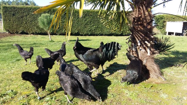 AYAM CEMANI