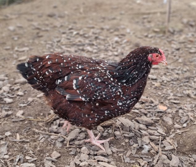 Oeufs fécondés Sussex tricolore