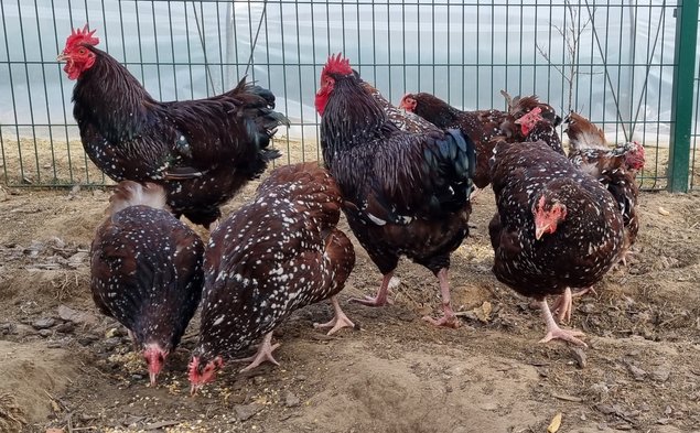 Oeufs fécondés Sussex tricolore