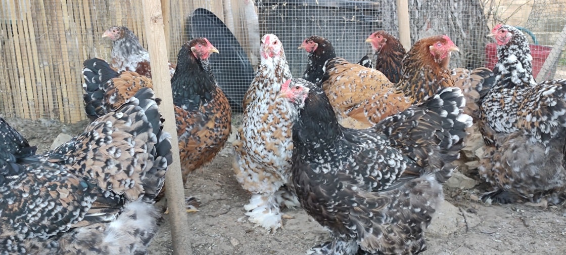 Oeuf fécondé Brahma PORCELAINE CocoEco