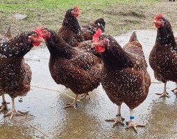 Oeufs fécondés Sussex tricolore