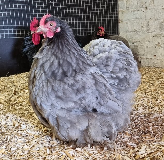 Oeufs fécondés Pékin bleu et noir