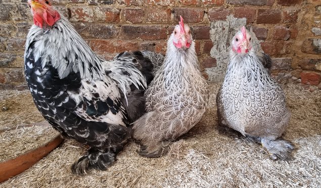 Oeufs fécondés pékin perdrix maille argenté