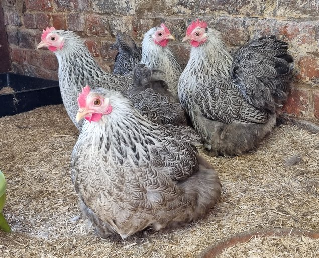 Oeufs fécondés pékin perdrix maille argenté