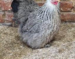 Oeufs fécondés pékin perdrix maille argenté