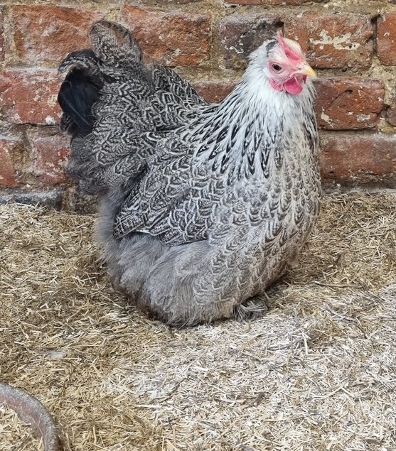 Oeufs fécondés pékin perdrix maille argenté