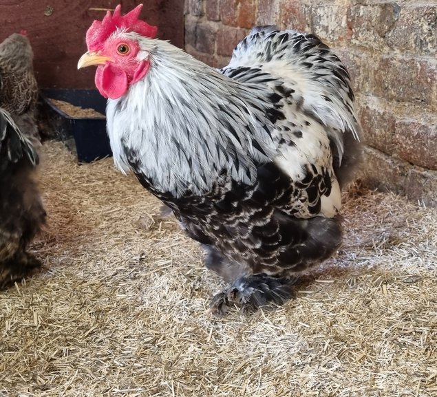 Oeufs fécondés pékin perdrix maille argenté