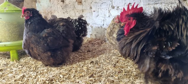 Oeufs fécondés pékin chocolat et chocolat caillouté