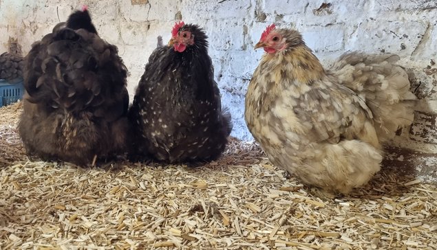 Oeufs fécondés pékin chocolat et chocolat caillouté