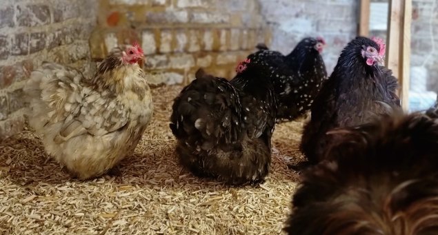 Oeufs fécondés pékin chocolat et chocolat caillouté