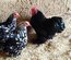oeuf poule pekin melange de couleur