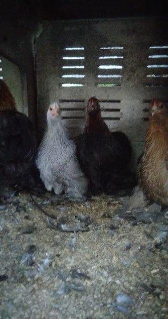 oeuf poule pekin melange de couleur