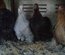 oeuf poule pekin melange de couleur