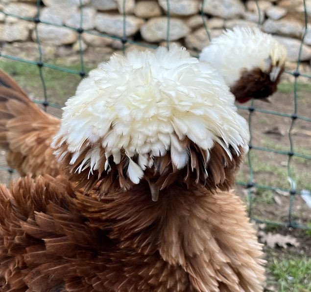 Œufs à couver de Hollandaise huppée naine