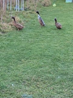 Lot de 6 Œufs fécondés de canards canne coureurs indien à pompon.