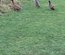 Lot de 6 Œufs fécondés de canards canne coureurs indien à pompon.