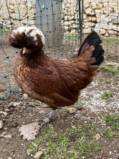 Œufs à couver de Hollandaise huppée naine