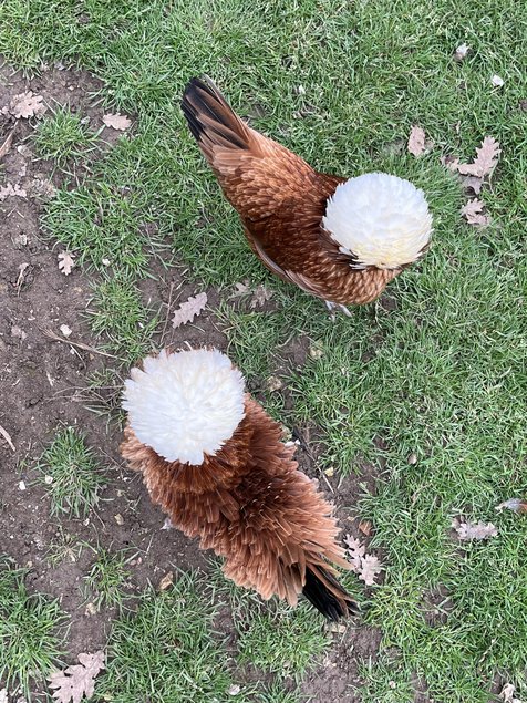 Œufs à couver de Hollandaise huppée naine