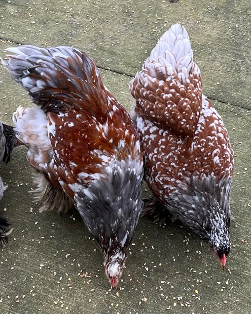 OEUFS FÉCONDÉS de Brahma Porcelain Bleu