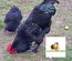 Poule d'Estaires noire