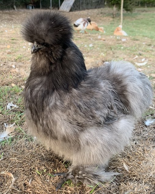 Oeufs à couver de Poule Soie barbue GR