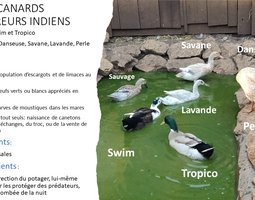 Canards coureurs indien