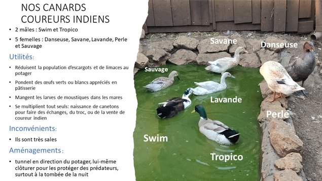 Canards coureurs indien