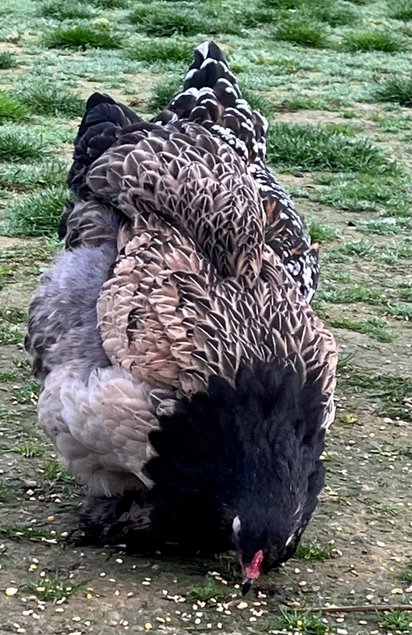 OEUFS FÉCONDÉS Brahma Caille dorée