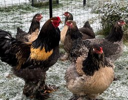 OEUFS FÉCONDÉS Brahma Caille dorée