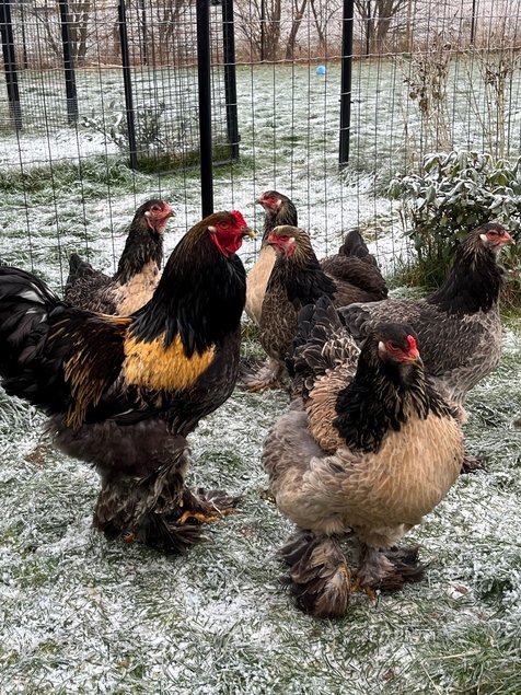 OEUFS FÉCONDÉS Brahma Caille dorée