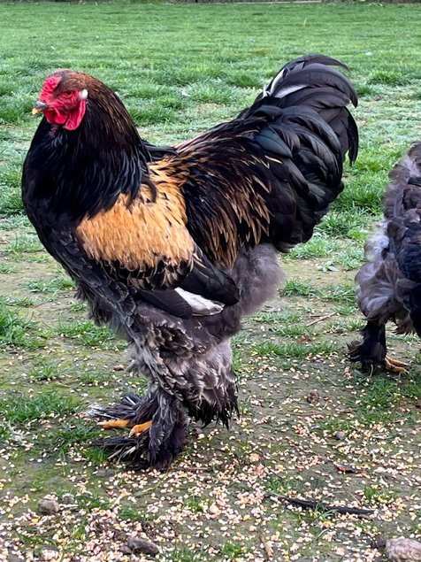 OEUFS FÉCONDÉS Brahma Caille dorée